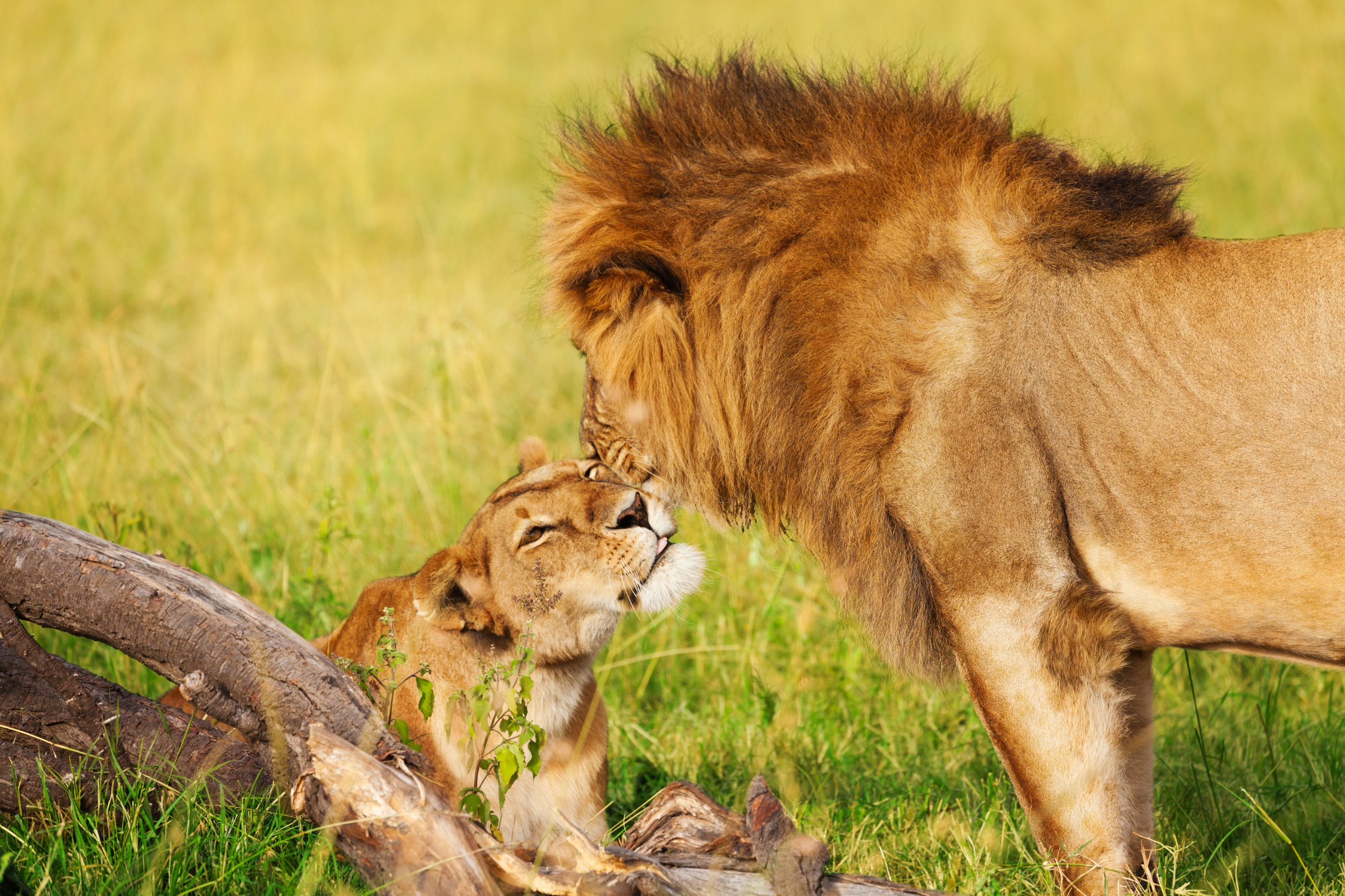 Lion and Lioness