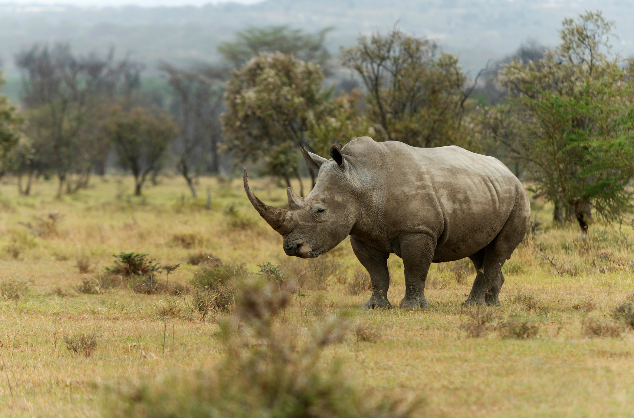 Endengered white rhino, Ceratotherium simum, Nakuru, Kenya, Africa